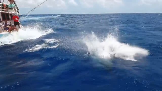 Трофейная рыбалка на Марлина смотреть онлайн