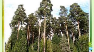 Презентация Лес богатство нашего края