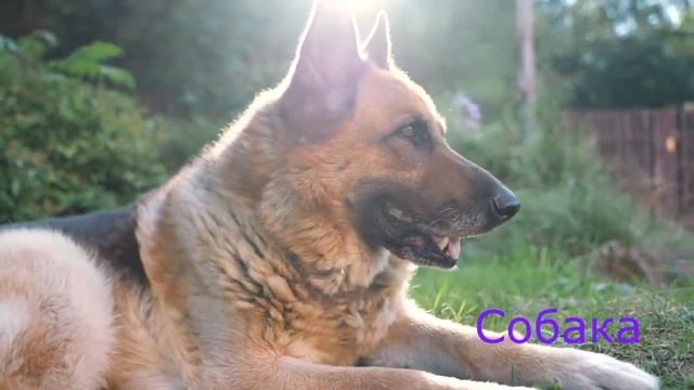 Азбука и животные для самых маленьких!!! Учим буквы и названия животных!