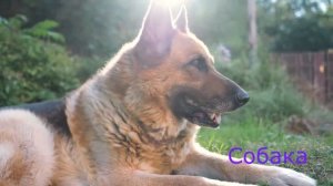 Азбука и животные для самых маленьких!!! Учим буквы и названия животных!