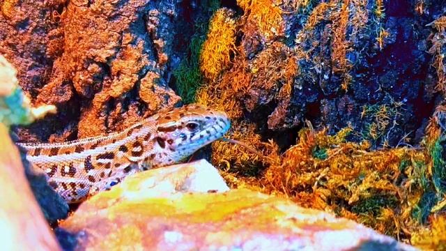 С кем можно содержать прытких ящериц? Совместное содержание прытких ящериц! смотреть онлайн