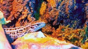 С кем можно содержать прытких ящериц? Совместное содержание прытких ящериц!