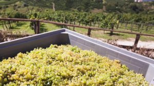 Mini Video Duca di Dolle Winery