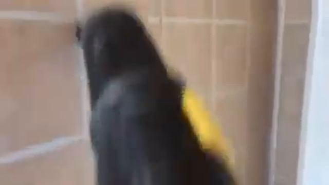 Удаление жира. Кухня. После квартирантов смотреть онлайн