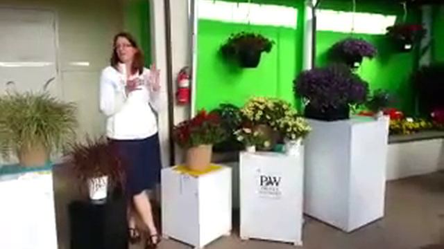 2014 Spring Trials: PROVEN WINNERS New Supertunia&trade; Petunia Black Cherry смотреть онлайн