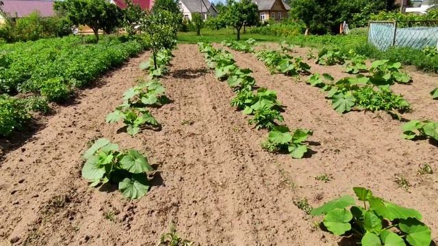 ЕЖИ со СТРЕЛКАМИ на прополке междурядий тыкв. Любимый пенек козлят.