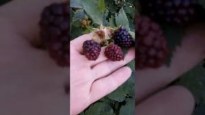 Сорт ежевики Лох тей, прекрасный сорт для Урала