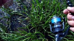 р.Судость рыбалка на малых реках Брянской области