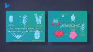 7 класс - Биология - Тип иглокожие