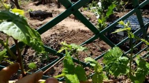 Формировка молодого куста Венус Сидлис продолжение