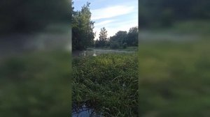 лето/ река Клязьма/ Пушкино