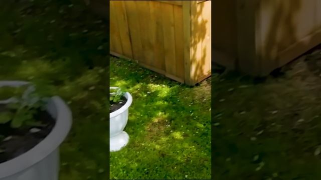 Цветущий боярышник и ранетка.?