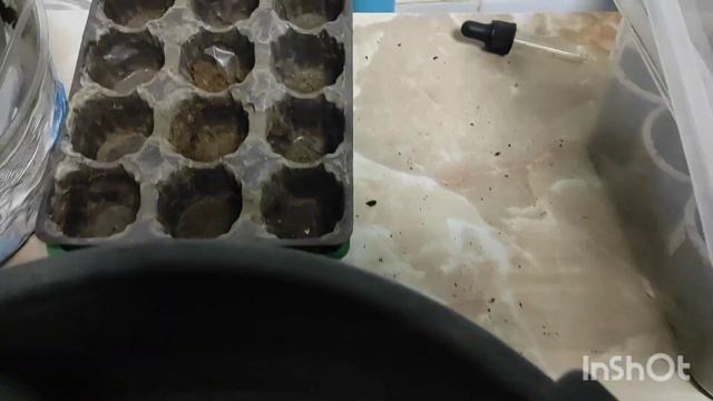 Пикировка цинерарии. смотреть онлайн