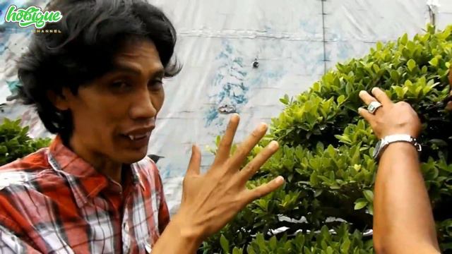 BERINGIN KIMENG (ficus microcarpa) | TIPS PERSIAPAN KONTES BONSAI смотреть онлайн