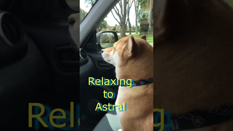 Dancing Dog In Car Relaxing #shorts #memes