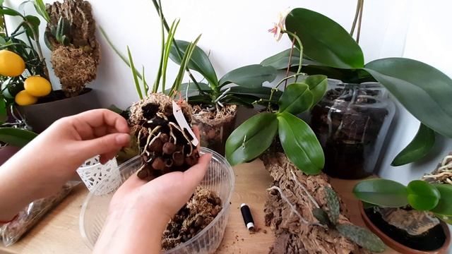 Посадка орхидей на блоки Пересадка орхидеи Посадка на блок посадка орхидеи на блок орхидея на блоке смотреть онлайн