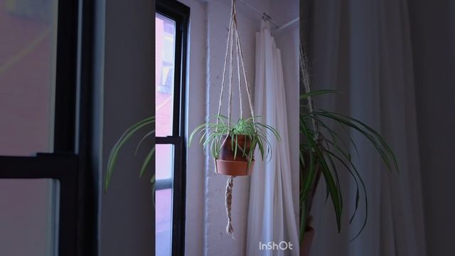 Комнатные растения в кашпо DIY #shorts #shortsvideo #комнатныерастения #diy #plants #plantas