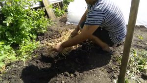 эксперимент, посадка картошки под солому