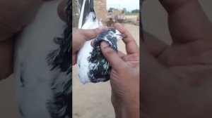 Awesome and Beautiful teddy and others pigeons breeds of Ustad Kashif butt / Jaranwala
