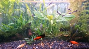 Лечение рыб