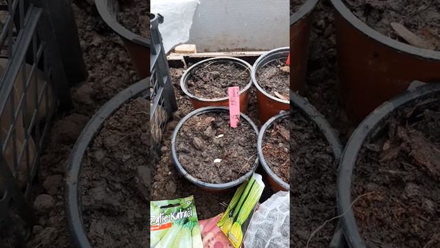 kā un kad sēt kabačus смотреть онлайн