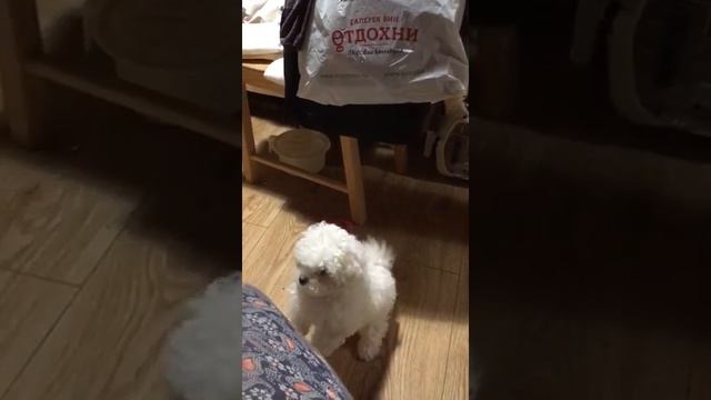 БОЛОНКА ИТАЛЬЯНСКАЯ болонезе купить продажа щенок питомник москва смотреть онлайн