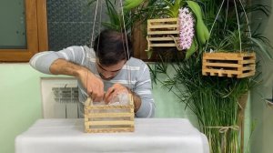 Пересадка орхидеи Ринхостилис