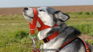 Недоуздок для собак: что это такое и для чего он нужен