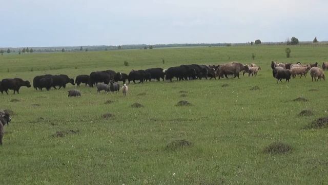 Степная экспедиция Дикое поле смотреть онлайн