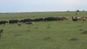 Степная экспедиция Дикое поле