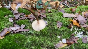 Armillaria mellea, October 23, 2022