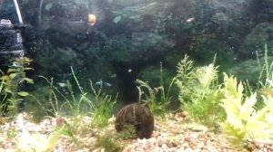 аквариум 180 литров 01.04.2015