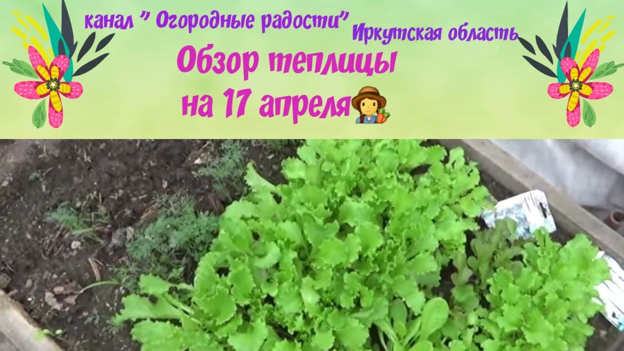 Обзор теплицы на 17 апреля 2019 г.