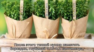Тимьян лимонный