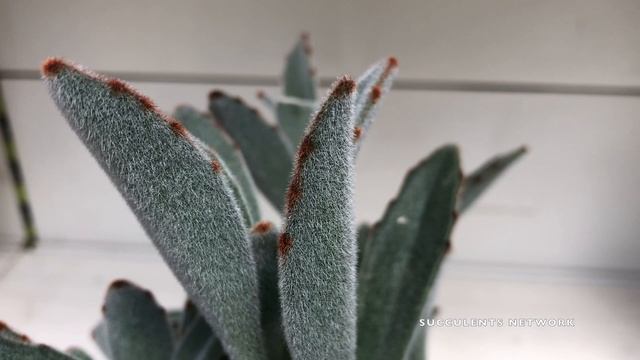 How To Grow & Care For Kalanchoe Tomentosa (Panda Plant) смотреть онлайн