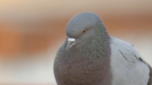 Celestron Regal M2 100ED. Digiscoping - 4K// Panasonic G9