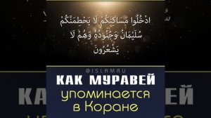 Как муравей упоминается в Коране