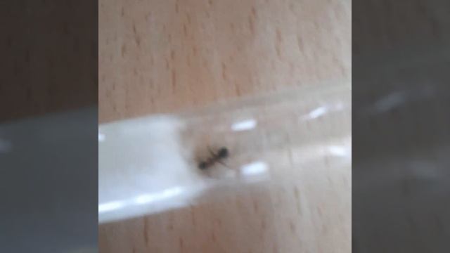 Колония муравьев Сермиформика Руфибарбис. смотреть онлайн