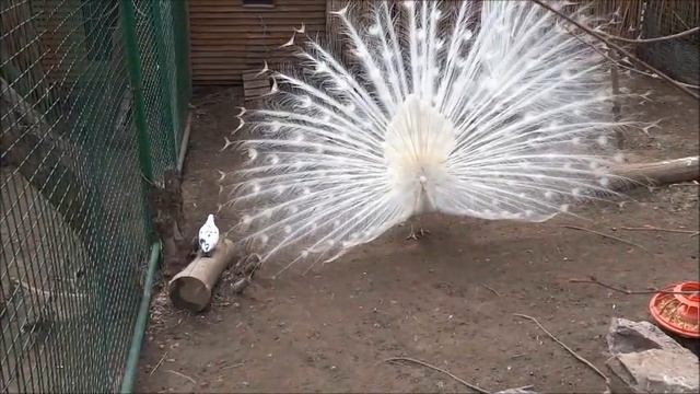 Танец белых павлинов смотреть онлайн