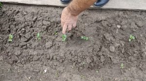 Как вырастить цветную капусту Романеско