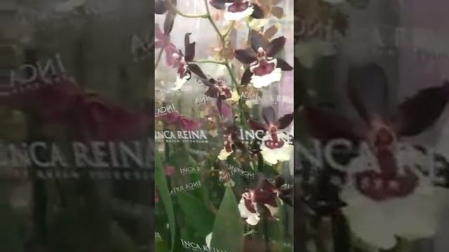 Чудесные орхидеи Орхидеи в тц тройка,завоз орхидей 30.06.2019
леруа мерлен Одонтоглоссумы ?