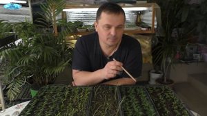 "Болеет" рассада после пикировки? Как этого избежать.
