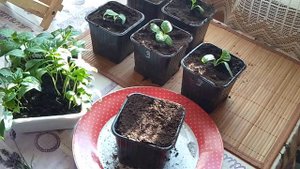 Правила пикировки //Перцы//Томаты//Баклажаны//Секреты хороших урожаев.