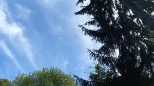 Журавли улетают на юг.