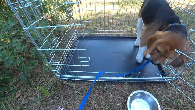 Beagle Бигль. Моно породная выставка собак 2021. Киев. Парк Победы смотреть онлайн