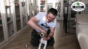 Как закапать уши собаке и не "убить" команду КО МНЕ.