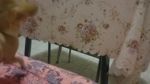 Собака разговаривает с хозяйкой за завтраком