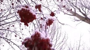 РЯБИНЫ в ЗИМНЕМ ГОРОДЕ * УЖ ЛИСТЬЕВ НЕТ, А ЯГОДЫ ЦВЕТУТ