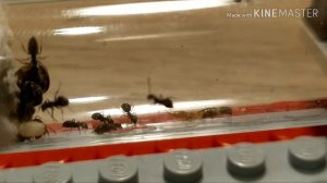 Lasius niger содержание
