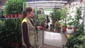 Фикус. Основные виды и уход в домашних условиях | Советы биолога